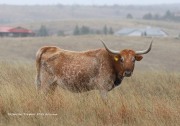 819A0579Sonoita_Long-horn_Cow