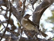 819A0921White-Throated_Thrush