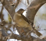 819A0939White-Throated_Thrush