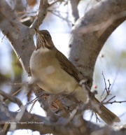 819A0953White-Throated_Thrush