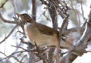 819A0965White-Throated_Thrush