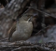 819A1021White-Throated_Thrush