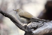 819A1067White-Throated_Thrush