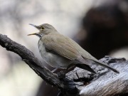819A1077White-Throated_Thrush
