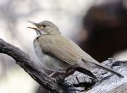 819A1079White-Throated_Thrush