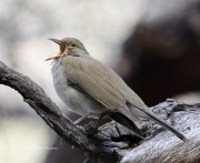 819A1102White-Throated_Thrush