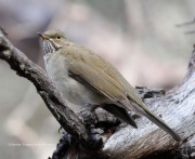 819A1116White-Throated_Thrush