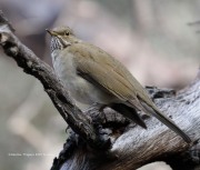 819A1120White-Throated_Thrush