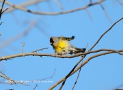 819A1197Lawrence's_Goldfinch