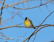 819A1200Lawrence's_Goldfinch