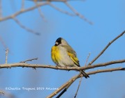 819A1224Lawrence's_Goldfinch