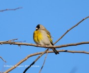 819A1236Lawrence's_Goldfinch
