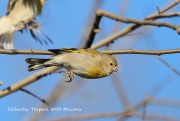 819A1288Lawrence's_Goldfinch