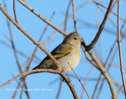 819A1347Lawrence's_Goldfinch