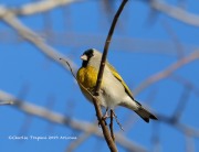 819A1354Lawrence's_Goldfinch