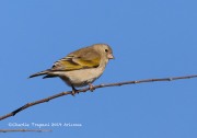 819A1379Lawrence's_Goldfinch