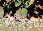 819A1444Lawrence's_Goldfinch