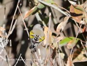 819A1519Lawrence's_Goldfinch