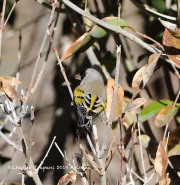 819A1524Lawrence's_Goldfinch