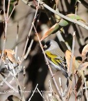 819A1536Lawrence's_Goldfinch