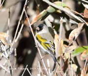 819A1545Lawrence's_Goldfinch