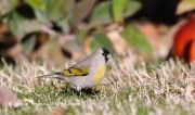 819A1568Lawrence's_Goldfinch