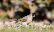 819A1584Lawrence's_Goldfinch