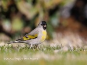 819A1592Lawrence's_Goldfinch