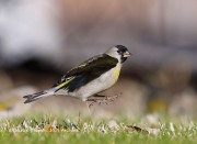 819A1637Lawrence's_Goldfinch