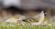 819A1646Lawrence's_Goldfinch