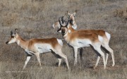 819A9922Pronghorns_Sonoita