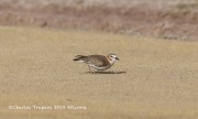 819A9941Mountain_Plover