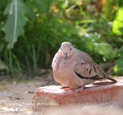 819A9991Common_Ground-Dove