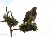 0J6A0001Swainson's_Hawk