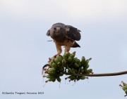 0J6A0003Swainson's_Hawk