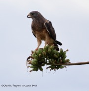 0J6A0010Swainson's_Hawk