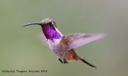 0J6A0038Lucifer_Hummingbird