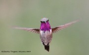 0J6A0058Lucifer_Hummingbird