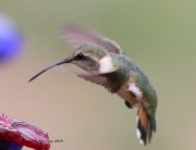 0J6A0071Lucifer_Hummingbird