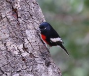 0J6A0107Painted_Redstart