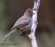 0J6A0135Canyon_Towhee