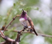 0J6A0181Lucifer_Hummingbird