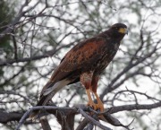 0J6A0190Harris's_Hawk