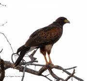 0J6A0202Harris's_Hawk