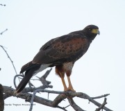 0J6A0206Harris's_Hawk