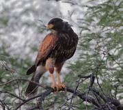 0J6A0210Harris's_Hawk