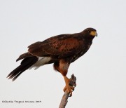 0J6A0225Harris's_Hawk