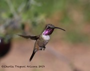 0J6A0243Lucifer_Hummingbird