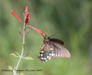0J6A0262Swallowtail_Butterfly