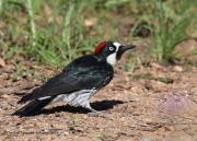 0J6A0273Acorn_Woodpecker